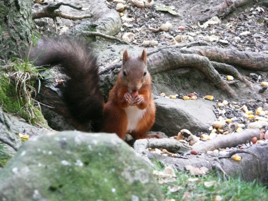 nutstile farm red squirrel