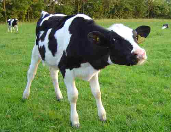 shaw farm cow